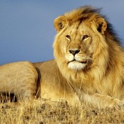 Awesome lion look wallpapers New iPad mini wallpapers HD 1024x1024