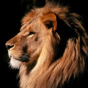 Awesome lion wallpapers New iPad mini wallpapers HD 1024x1024