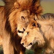 Two lions wallpapers New iPad mini wallpapers HD 1024x1024
