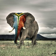 ipad-mini-wallpaper-african-elephant