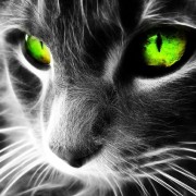 ipad-mini-wallpaper-cat-with-eyes-fire