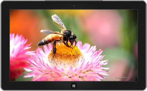 Nature windows 8 theme download