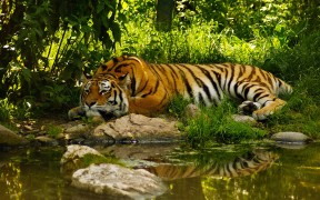 windows-8-Nature-Animals-tiger-wallpapers_HD_1920x1200-Glowing