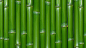 Greenish-bamboo-Android-HD-Wallpaper-Free