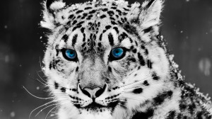 White-Tiger-Blue-Eye-Amazing-Android-Wallpaper-HD